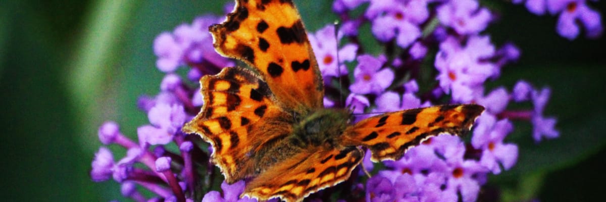 comma butterfly on buddleia