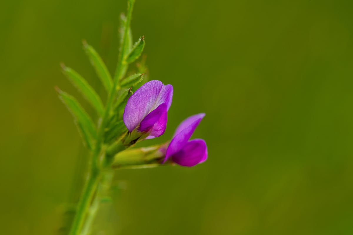 Why Common Vetch Is Beneficial To Soil And Wildlife