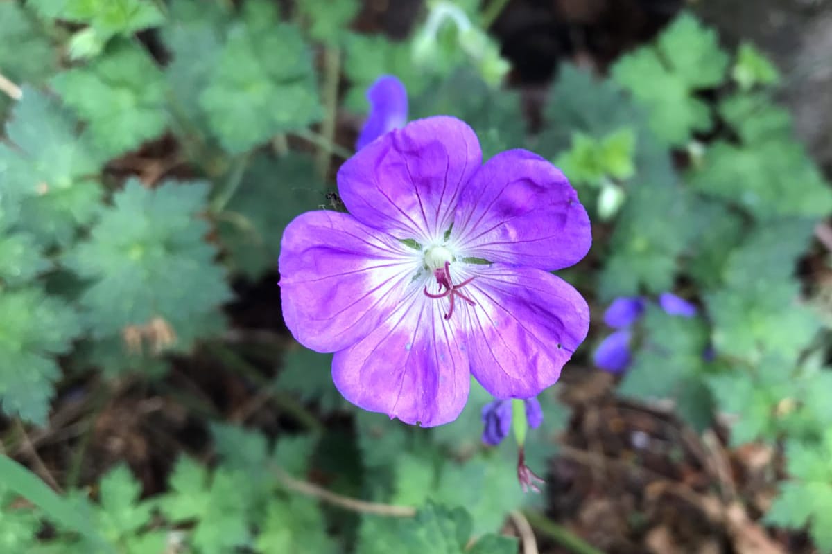 All You Need To Know About Cranesbill Geraniums