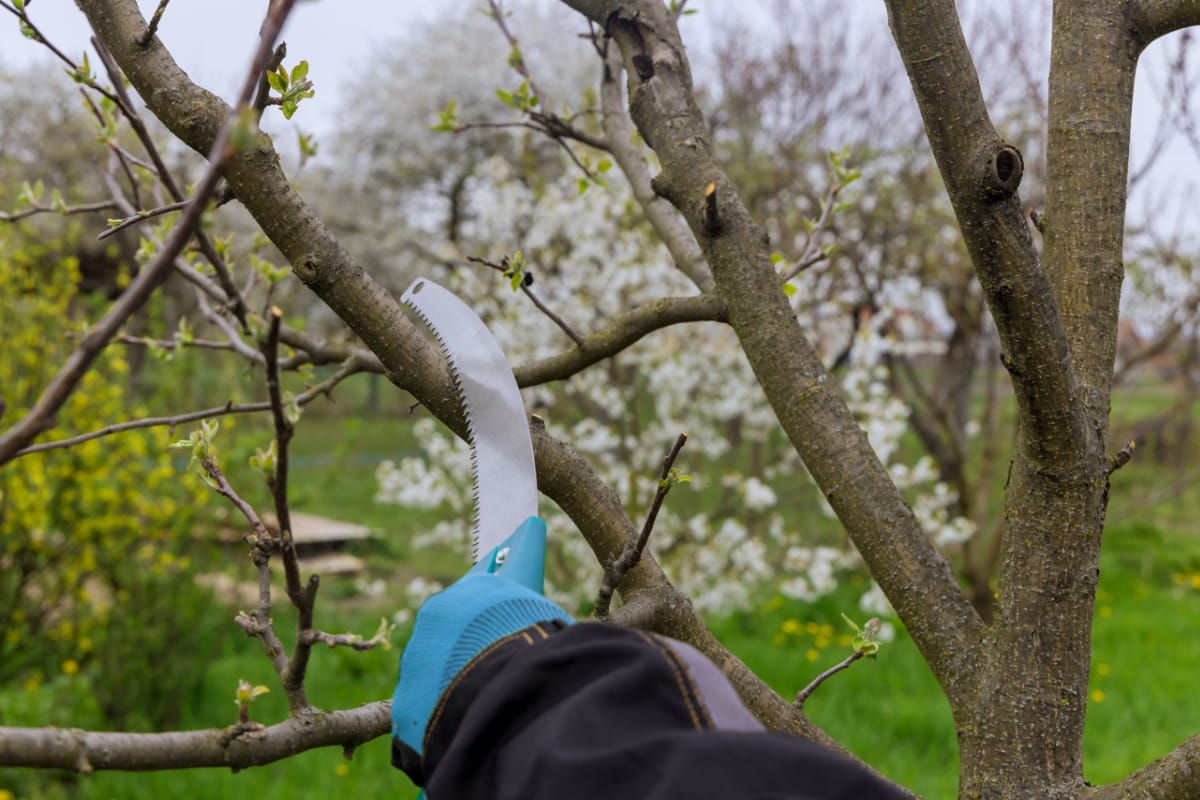 How To Prune Apple and Pear Trees