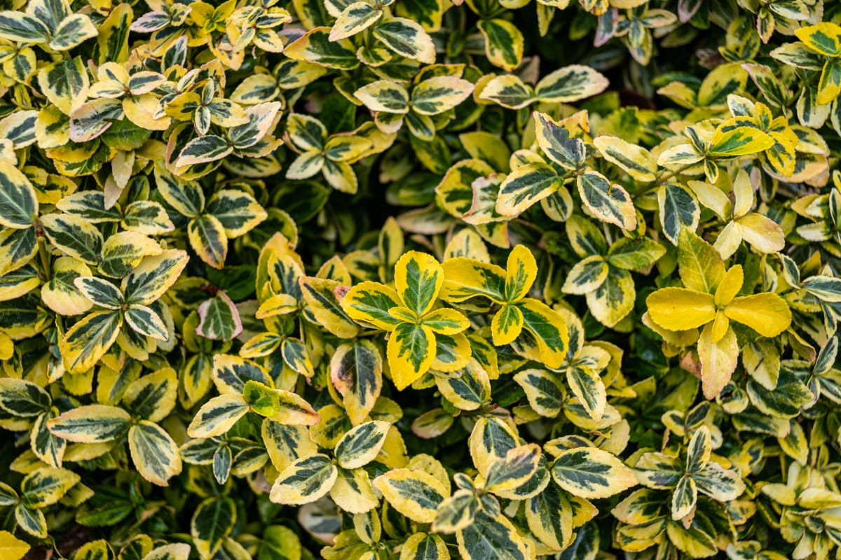 How to Grow Euonymus