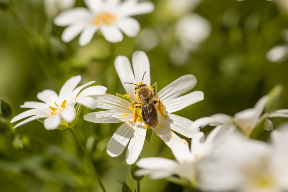 The Best Flowers For Honeybees