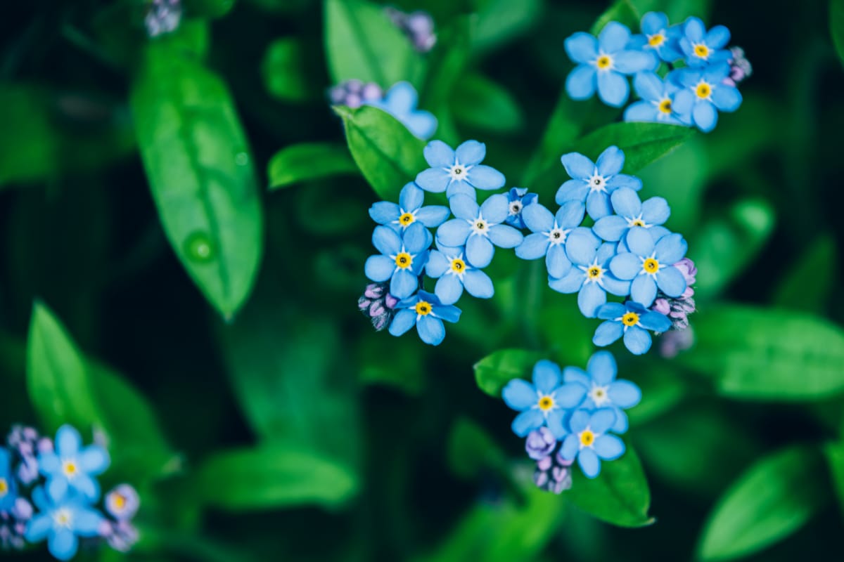 How To Grow Forget Me Nots