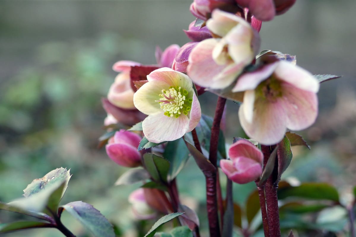 How To Grow Hellebores