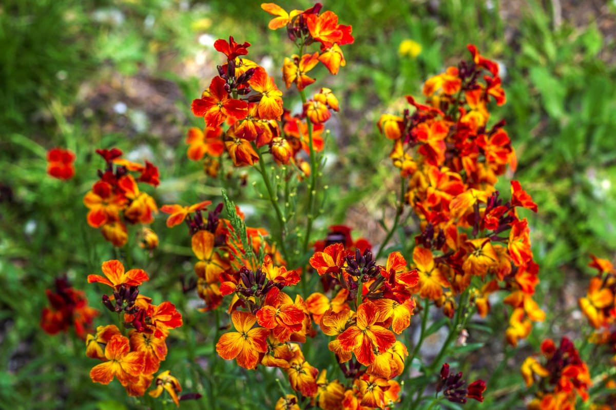 How To Look After WallFlowers