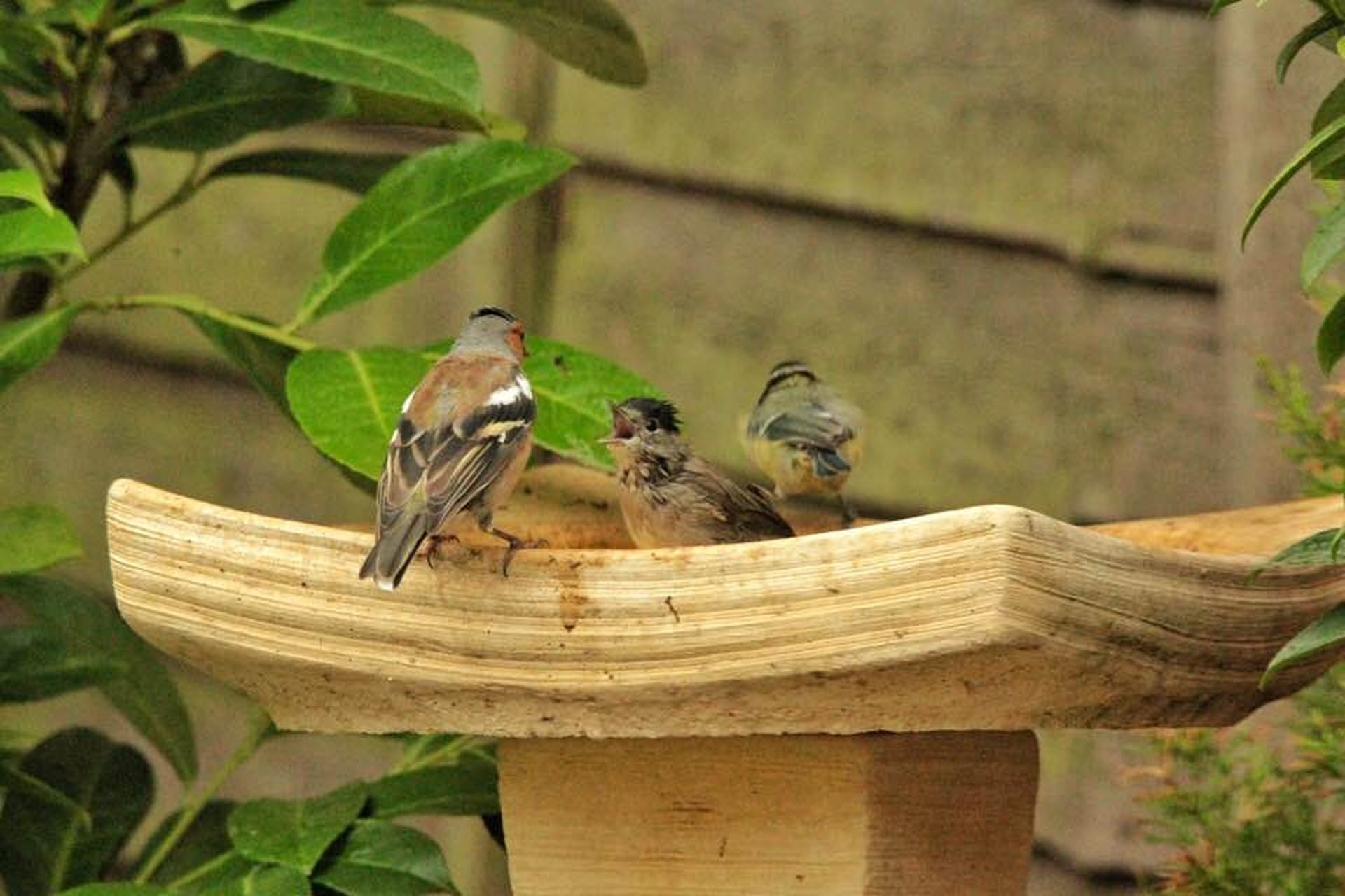 Blackcap and Chaffinch bathing