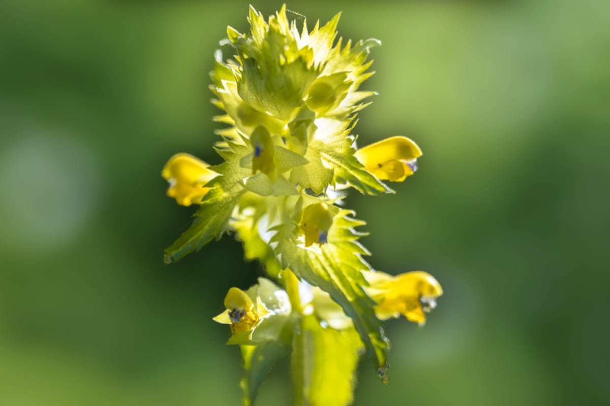 What Is Yellow Rattle