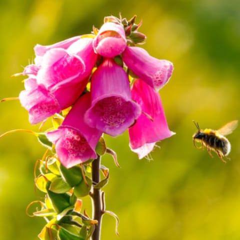 Bee Mix Wildflower Seeds