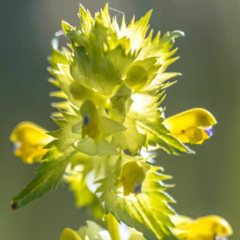 Yellow Rattle Seed