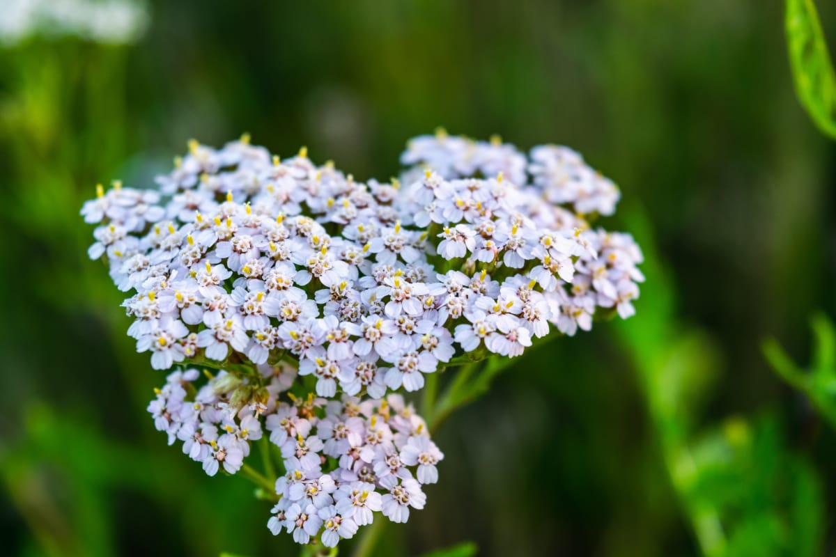 Achillea Common Yarrow