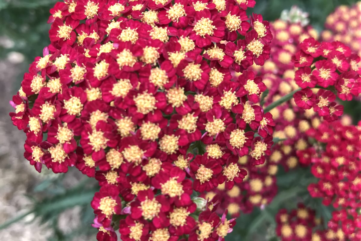 How To Grow Achillea