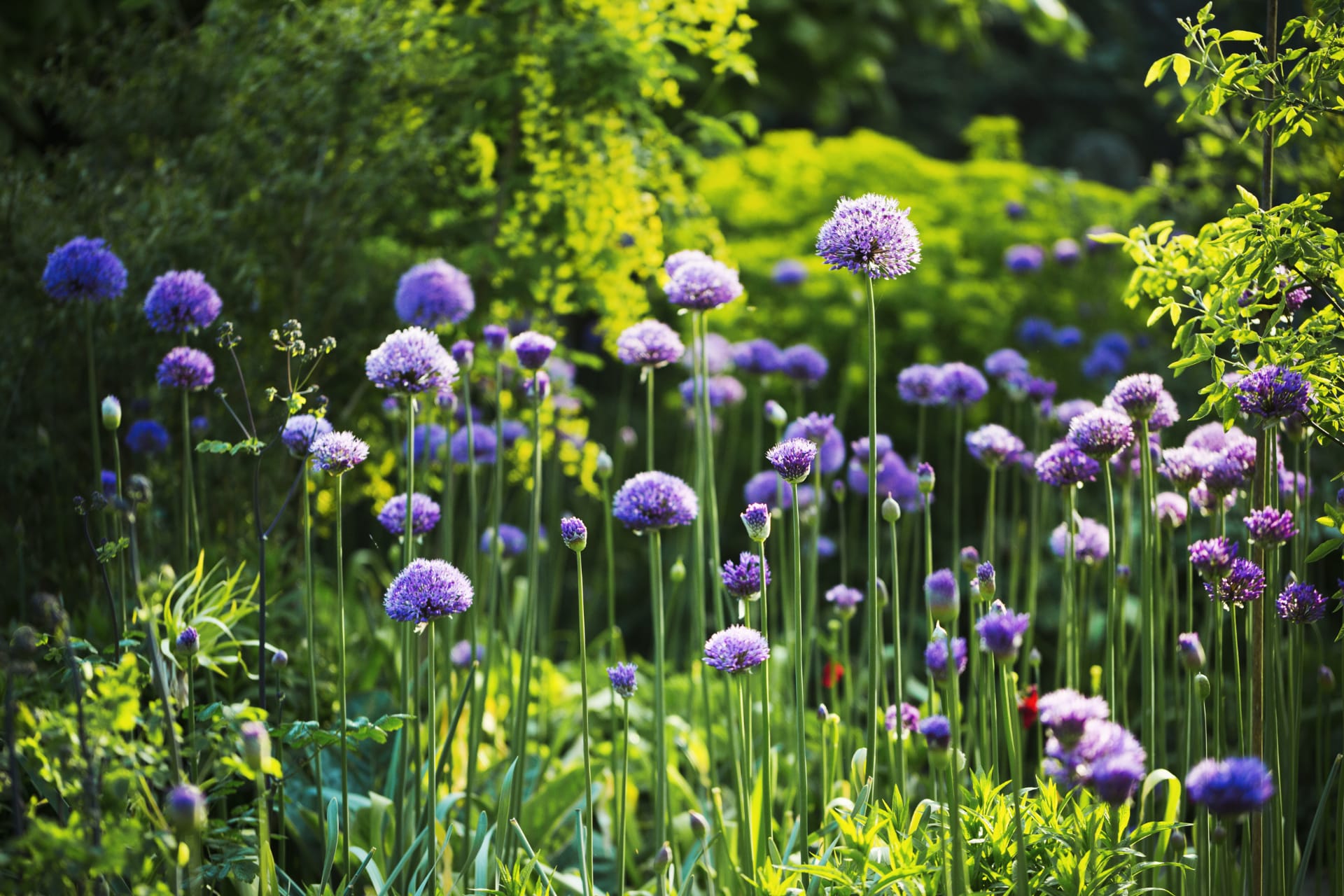 How To Grow Alliums