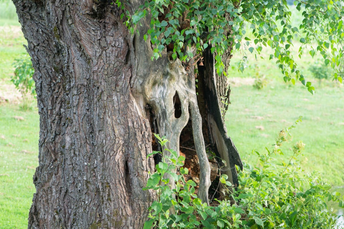 Old Oak Tree