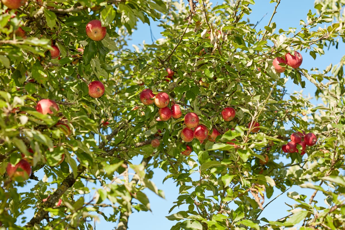 apple tree