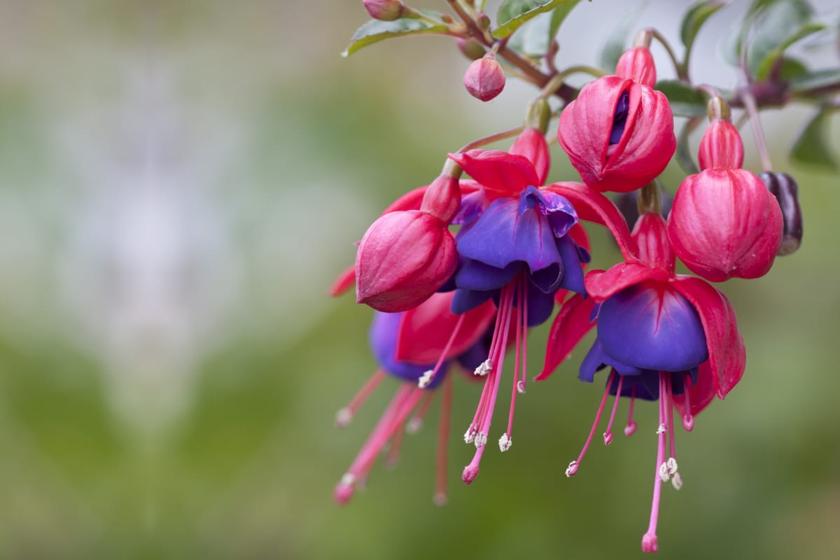 red and purple fuchsia