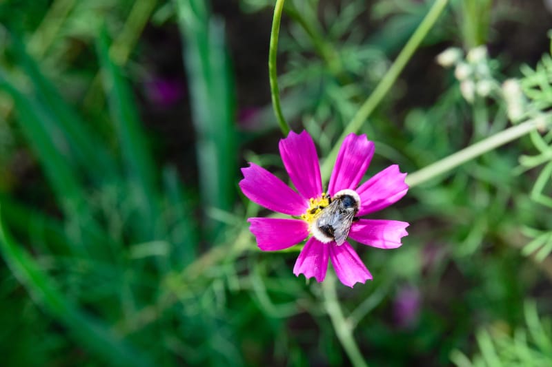 Bee on Cosmos