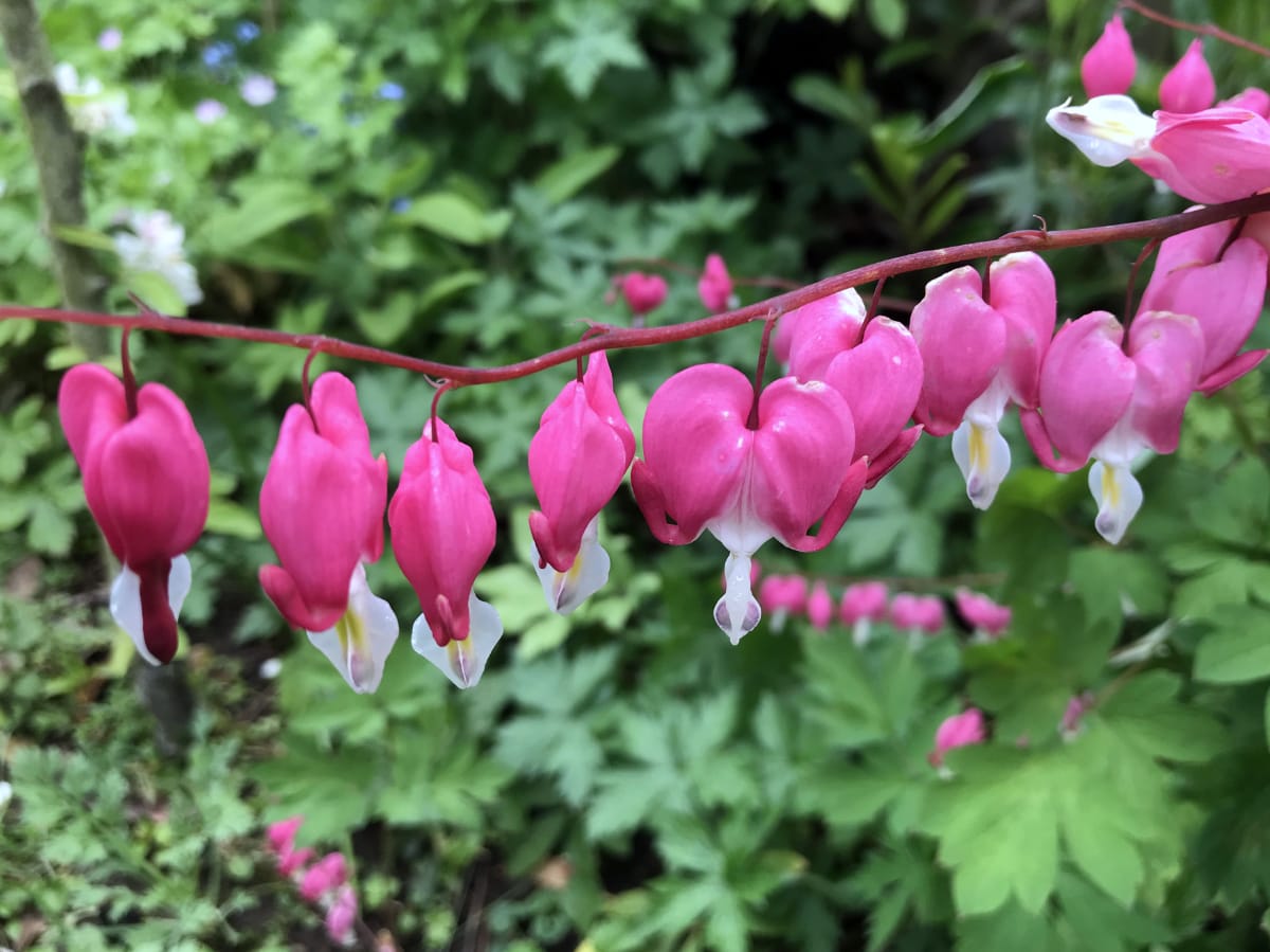Growing and Maintaining a Dicentra Spectabilis 'Bleeding Heart'