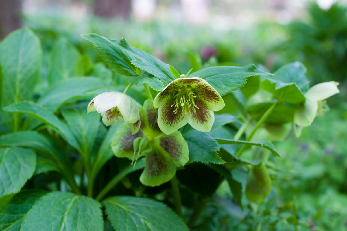 hellebore