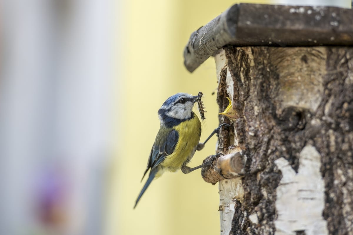 Blue Tit nesting Box