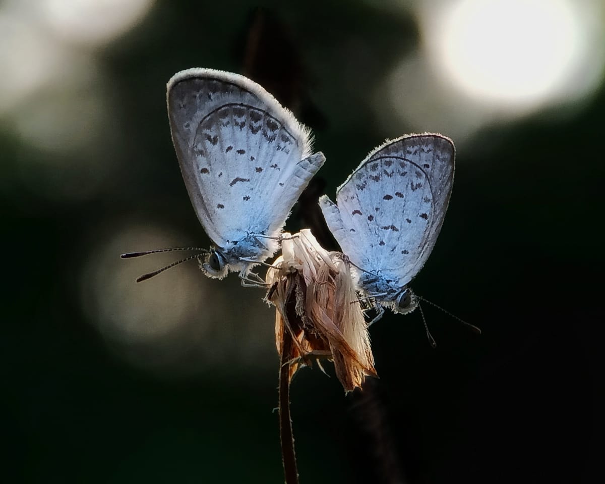 butterflies