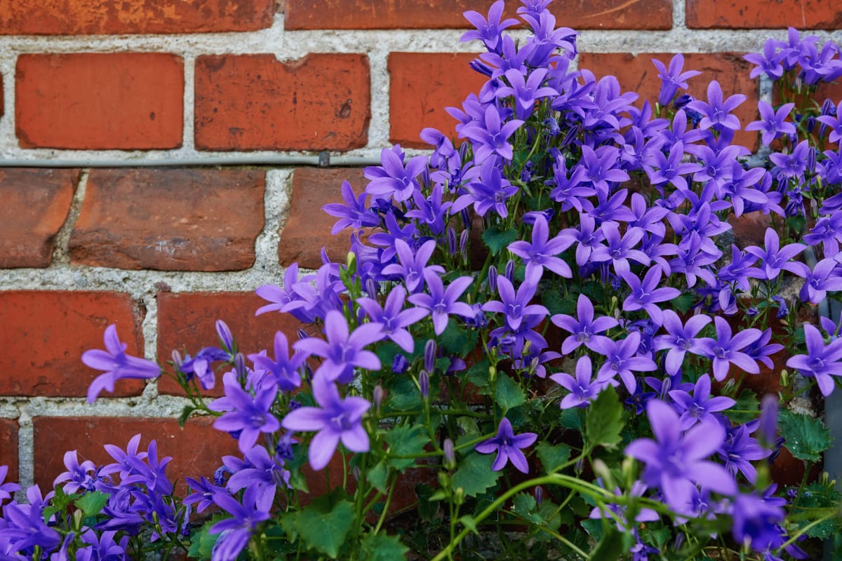 How To Grow Campanula Portenschlagiana