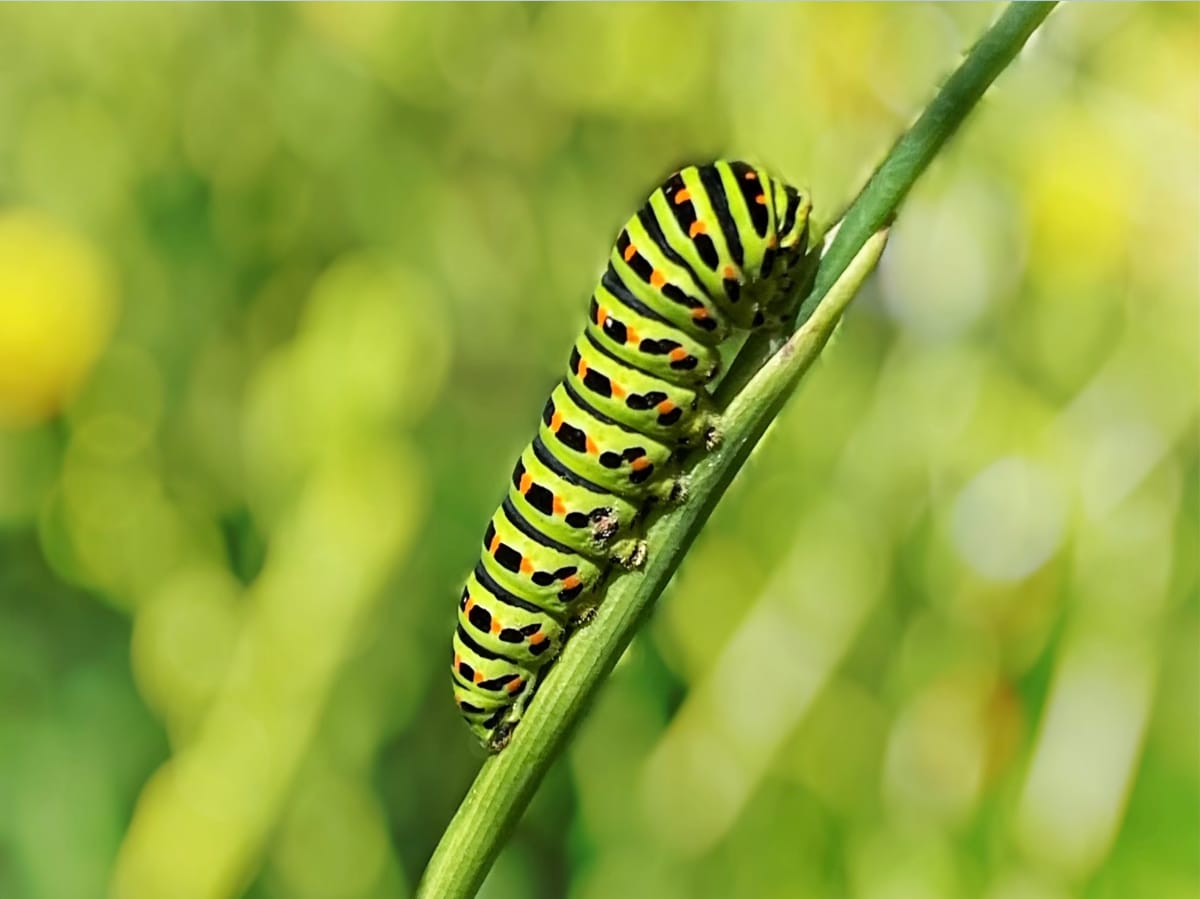 caterpillar