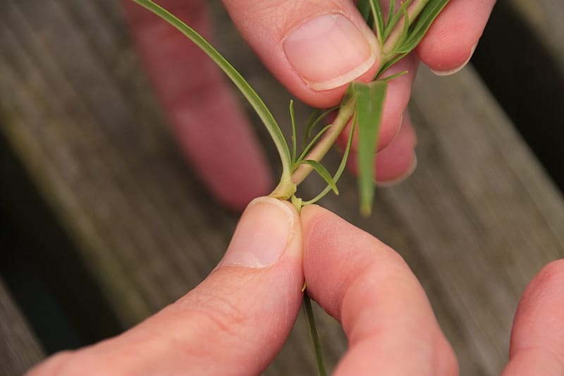Removing lower leaves from Penstemon cutting Removing lower leaves from Penstemon cutting