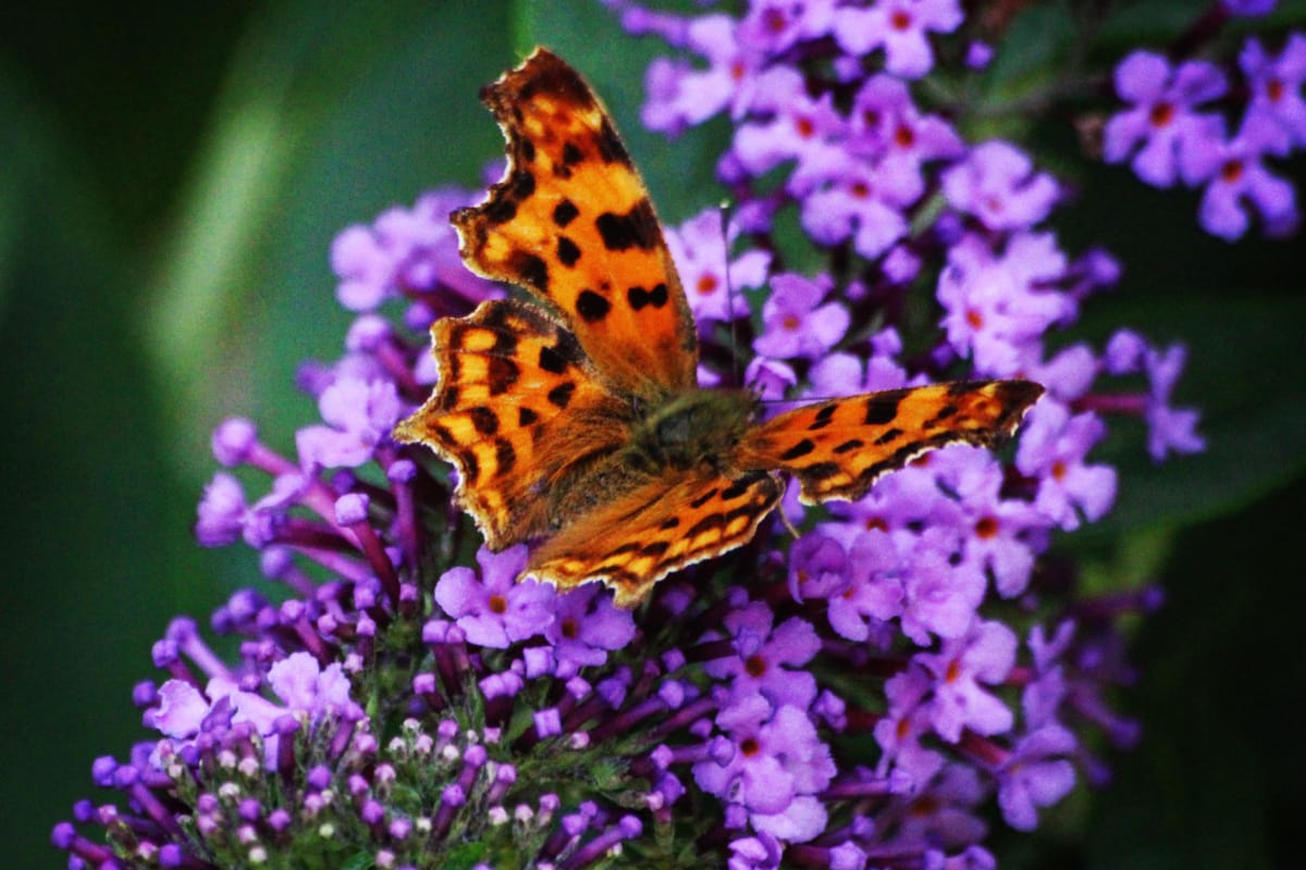 The Best Shrubs For Butterflies