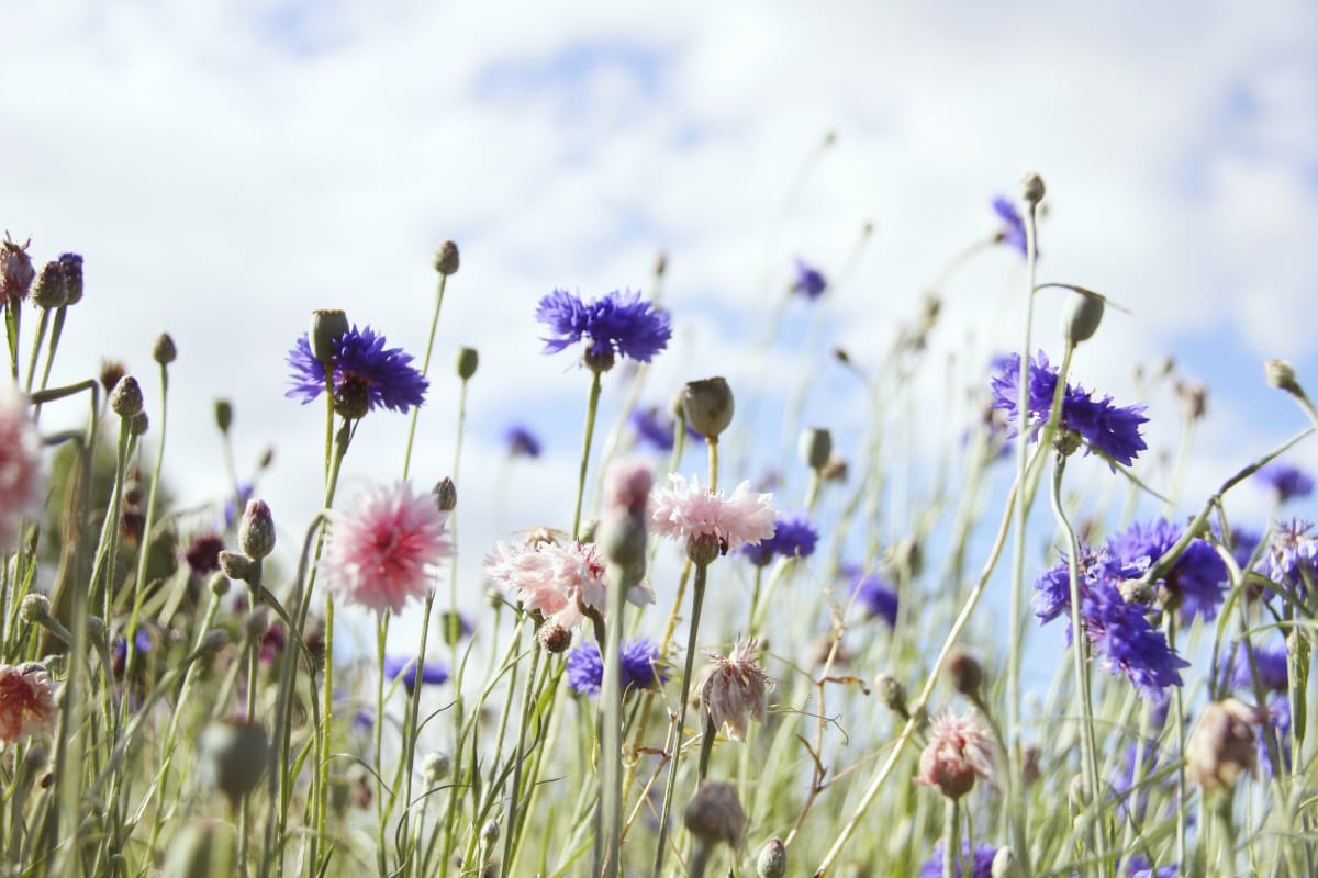 How To Grow Cornflowers