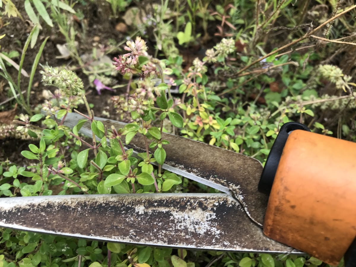 cutting thyme