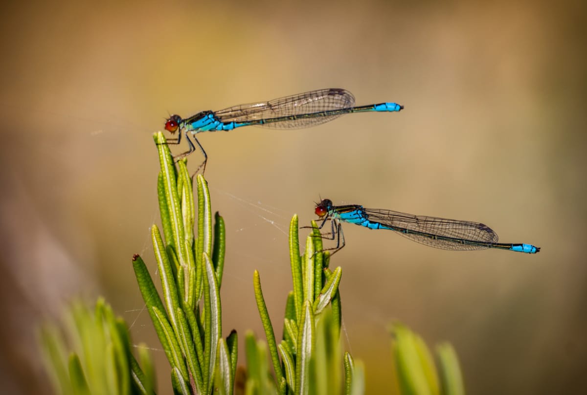 Welcoming Dragonflies and Damselflies to Your Garden