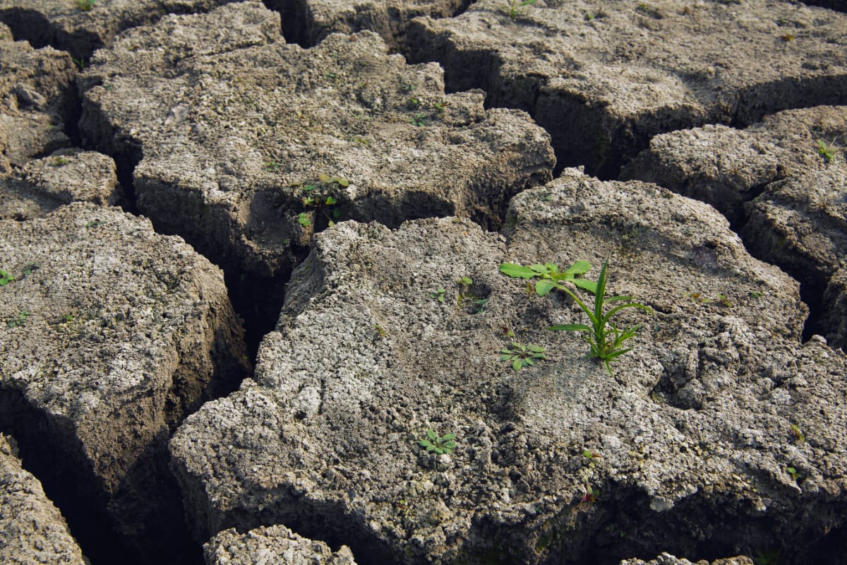 How To Prepare Your Garden For Droughts