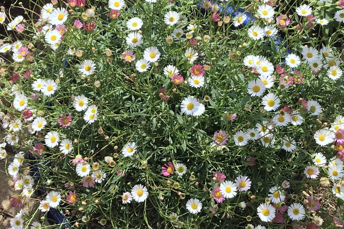 How to grow Erigeron