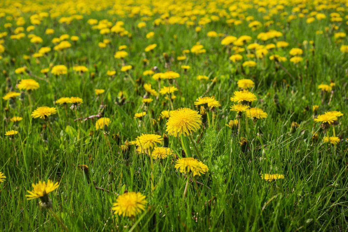 field of dandelions