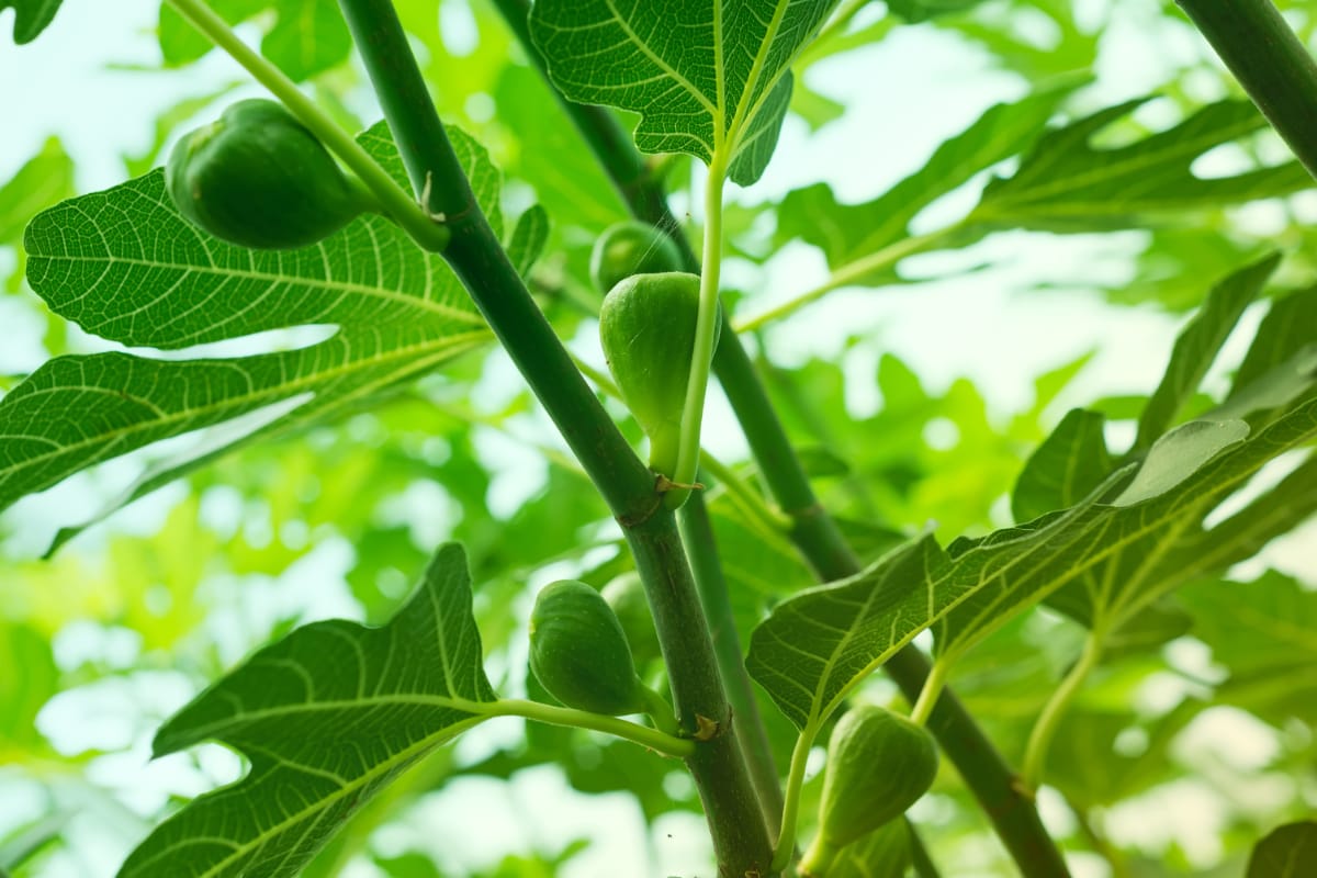 How to prune a fig tree