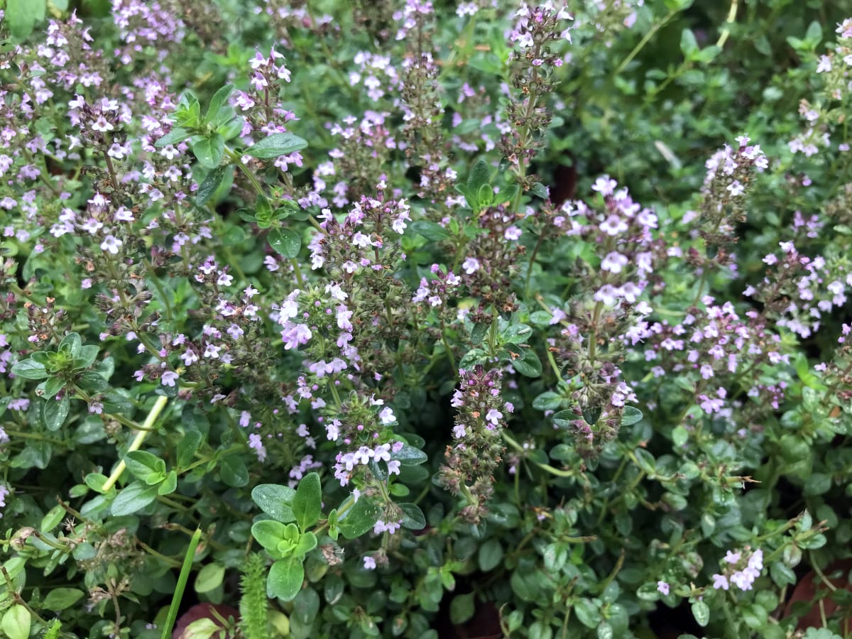 How To Grow Thyme