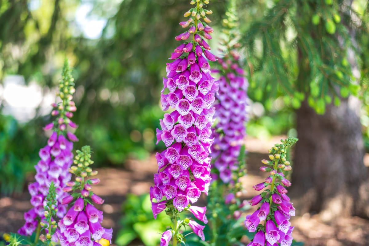 foxglove in bloom