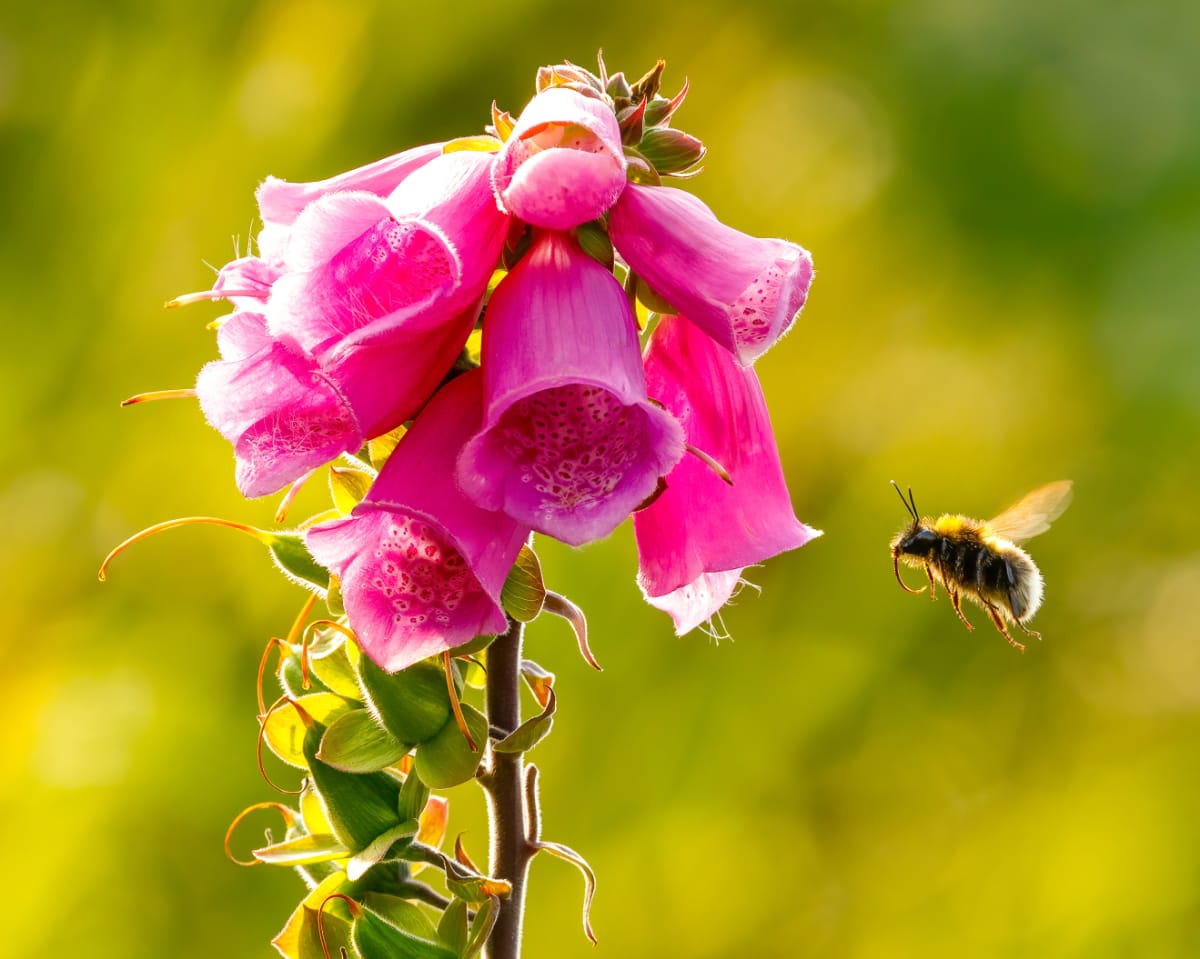 foxglove and bee