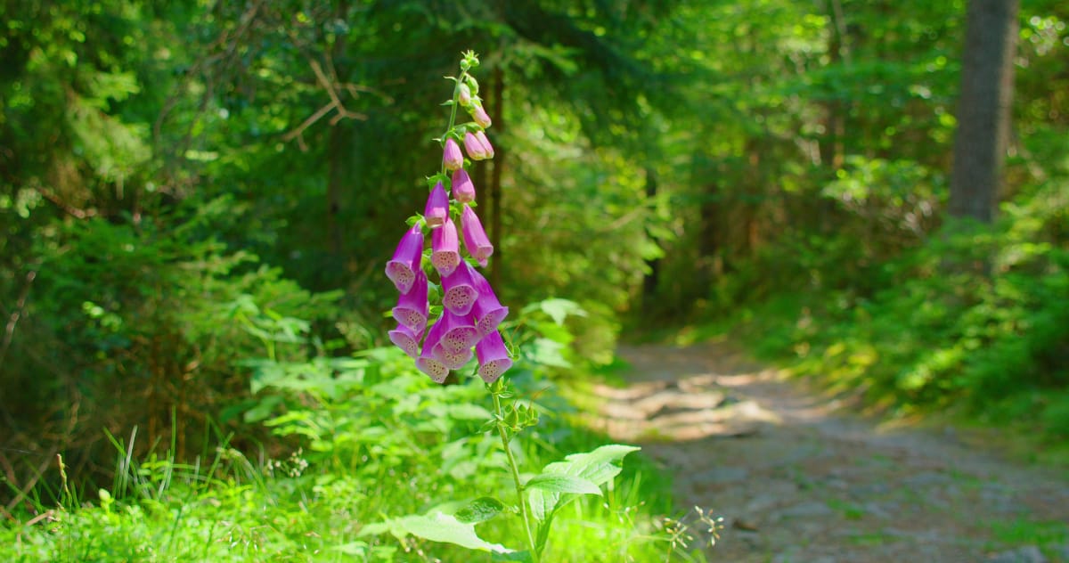 foxglove