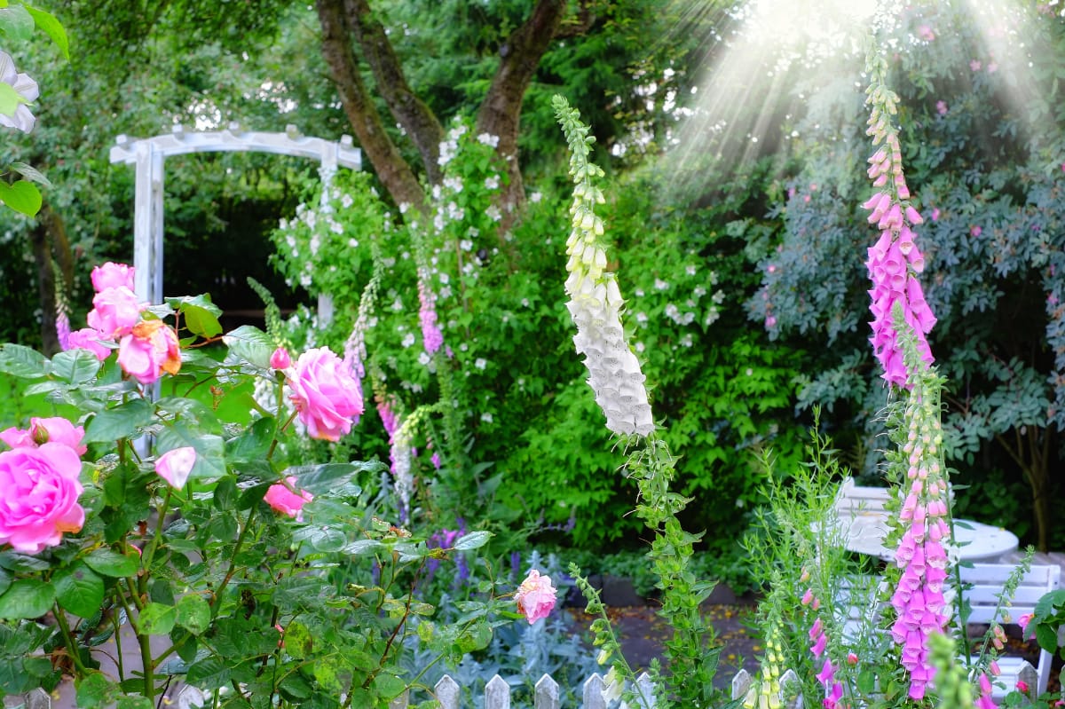 How To Grow Foxgloves