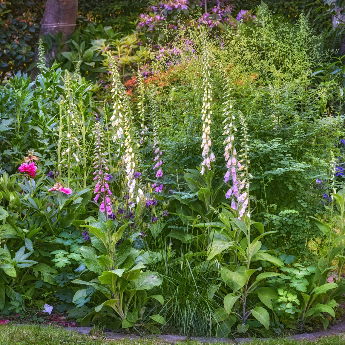 foxgloves in the garden