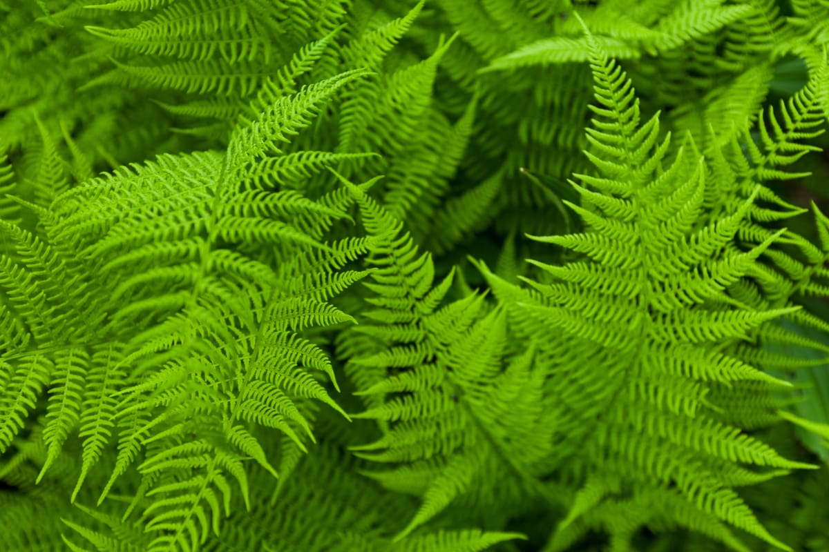 Fern