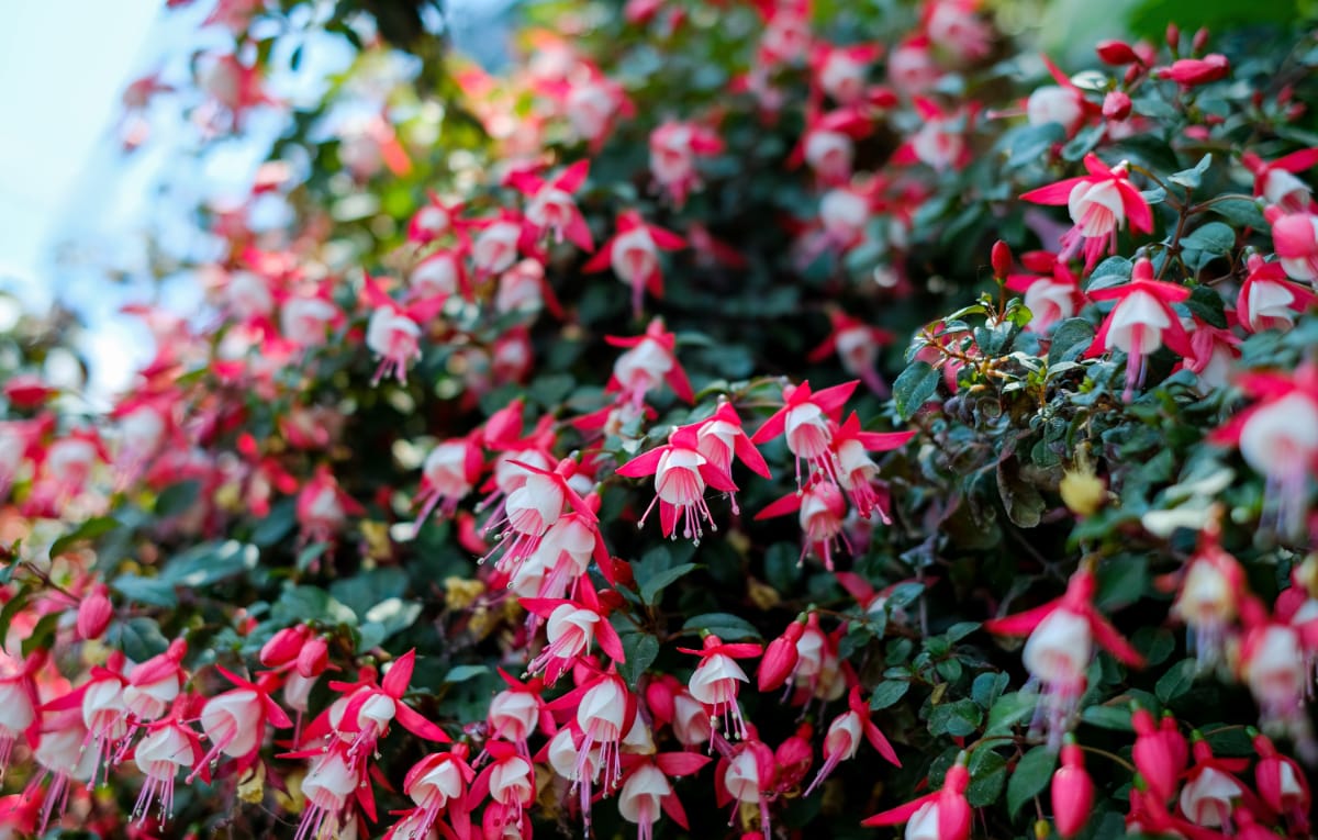 How To Grow Fuchsias