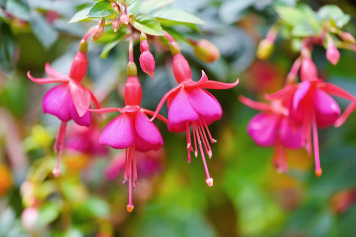 fuchsia flowers