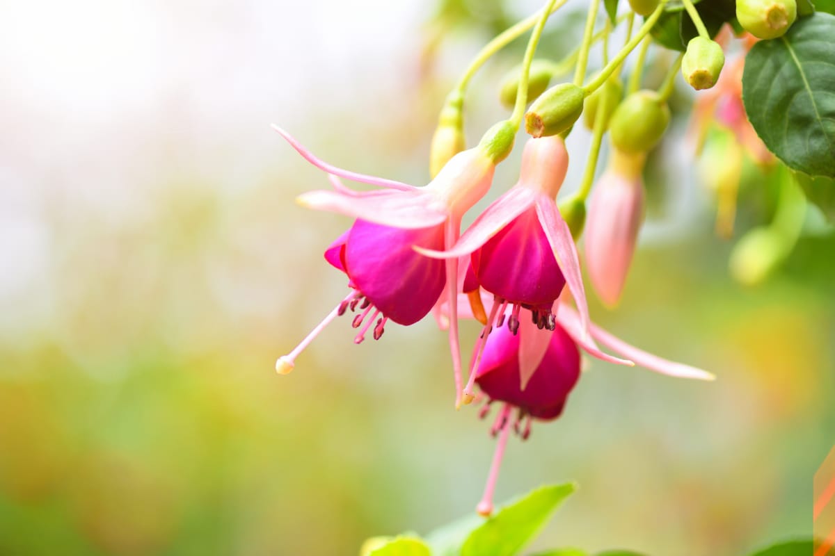 pink and white fuchsia flower