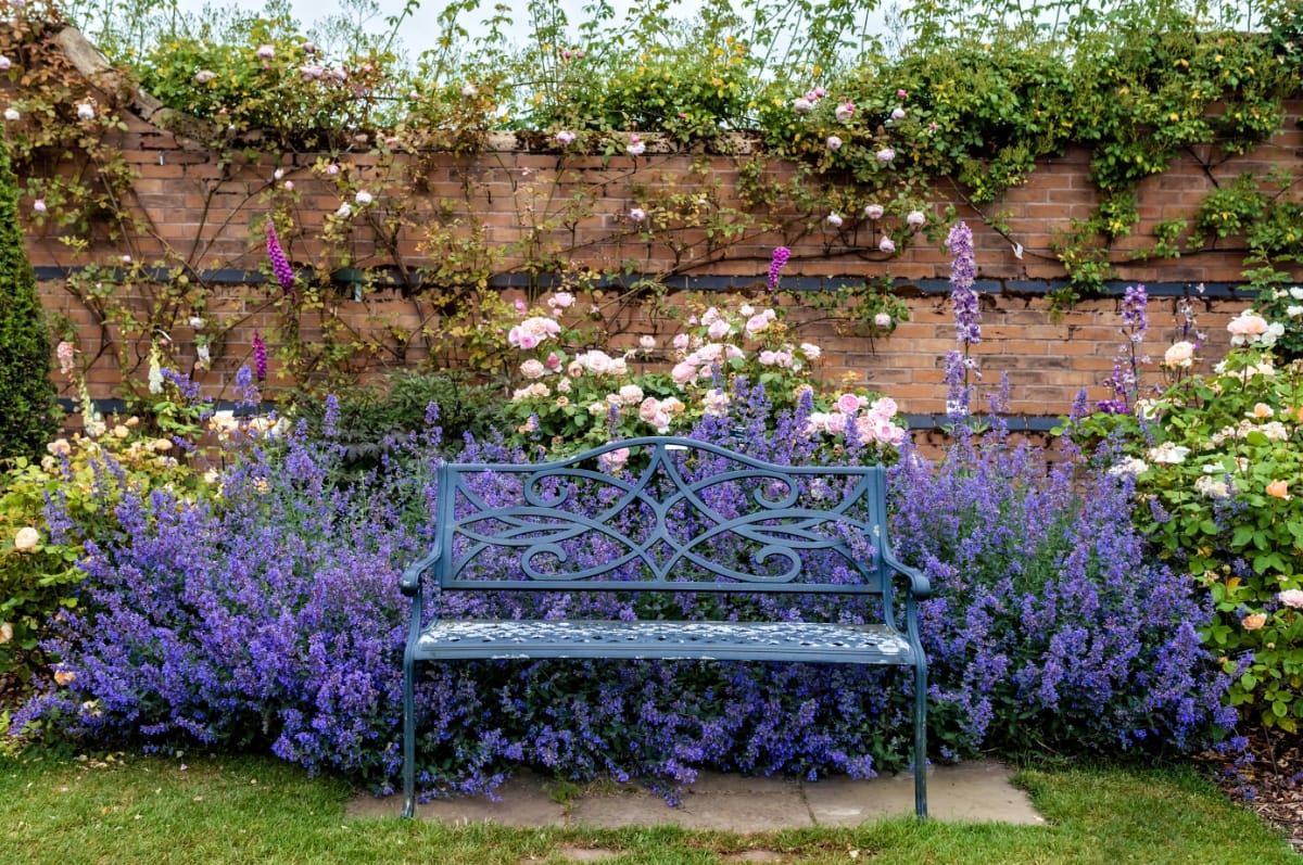 How To Grow Catmint