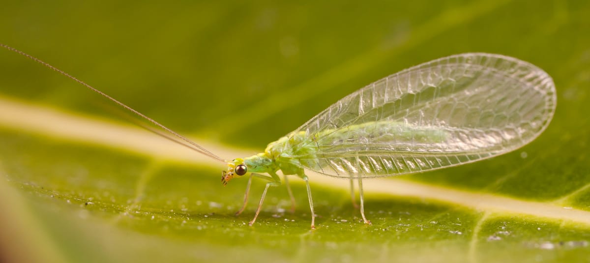 lacewing