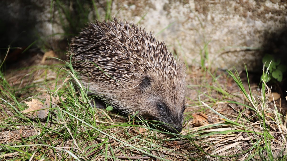 Wildlife Gardening Jobs For April