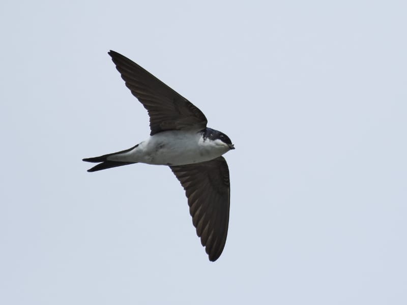 House Martin