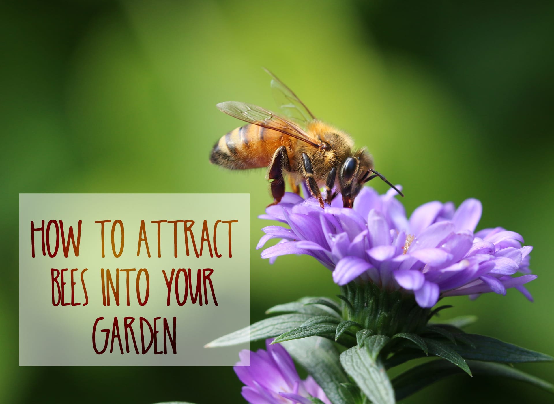 How To Attract Bees To Your Garden